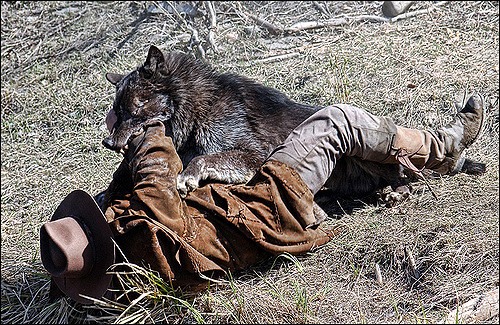 Canadian Environmentalists Support Wolf Attacks Against Humans – Green ...